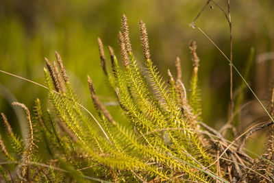 Close-up of plant growing on field