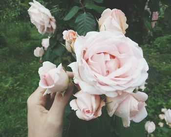 Close-up of hand holding pink roses