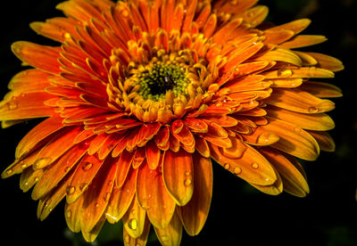 Close-up of orange flower against black background