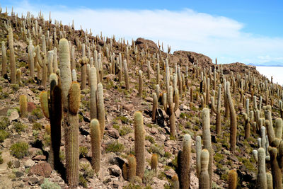 Cactus plants on hill against sky