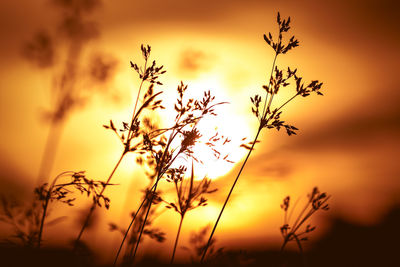 Close-up of silhouette plants against orange sky