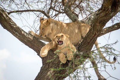 Low angle view of lioness on tree against sky