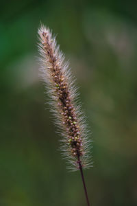 Close-up of plant against blurred background