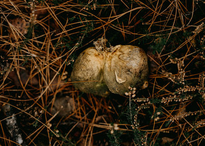 High angle view of dry leaves on field