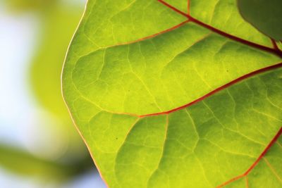 Close-up of green leaves