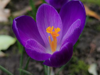 Close-up of purple crocus flower