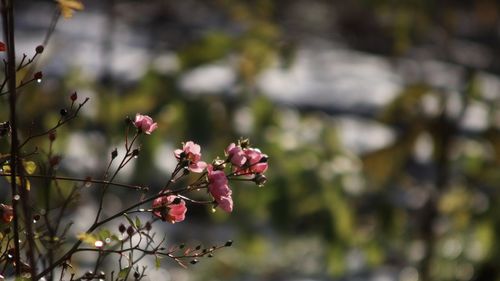 Close-up of pink flowers on branch