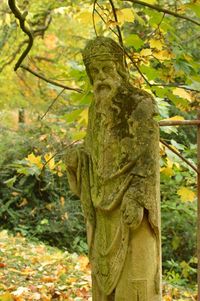 Close-up of tree trunk