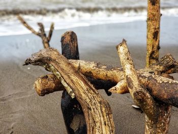 Close-up of driftwood on beach