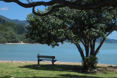 Scenic view of tree by sea against sky