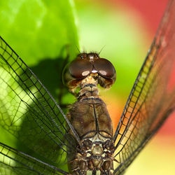 Close-up of dragonfly