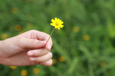 Close-up of hand holding yellow flowering plant