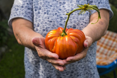 Midsection of woman holding tomato