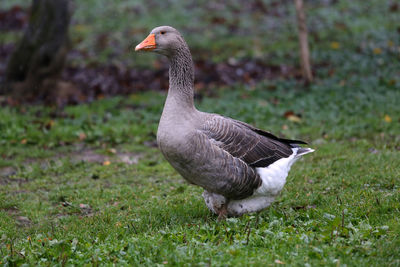 Close-up of greylag goose on grassy field