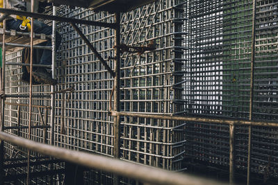 Metal grate in cage