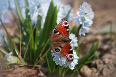 Close-up of butterfly pollinating on flower