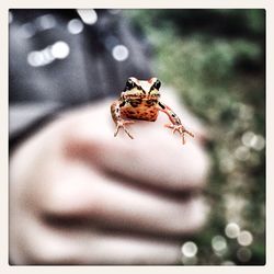 Close-up of insect