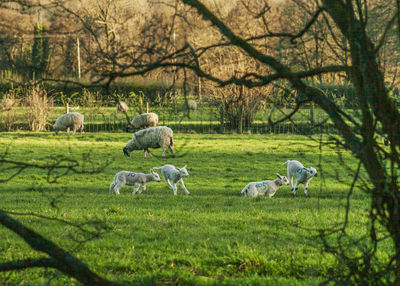 Sheep in a field, the peak district 