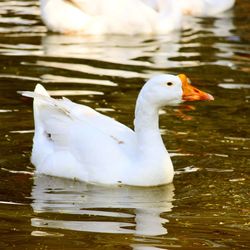 White duck swimming in lake