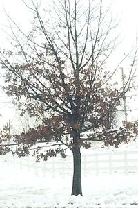 Bare trees on snow covered field