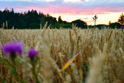 Crops growing on field against sky during sunset