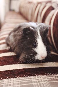 High angle view of guinea pig on sofa