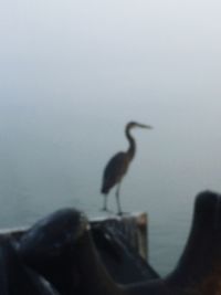 View of bird on beach