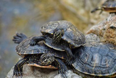 Close-up of turtles on rock at zoo