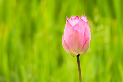 Close-up of pink water lily