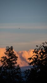 Low angle view of silhouette trees against sky during sunset