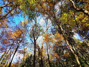 Low angle view of trees in forest against sky