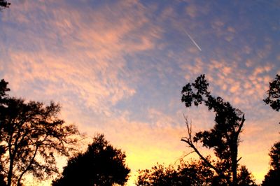 Low angle view of silhouette trees against sky