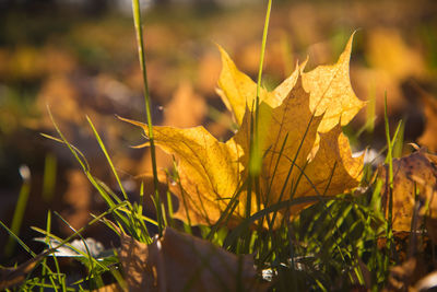 Close-up of dry maple leaves on plant