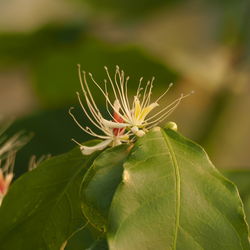 Close-up of flowering plant