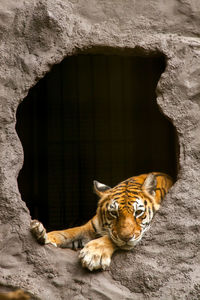 Cat sitting on a wall