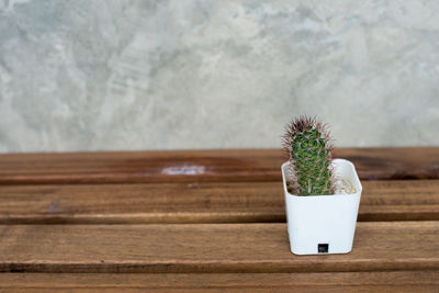 Cactus on wooden floor