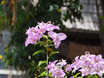 Close-up of pink flowering plant