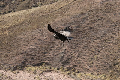 Wild condor flying over a land