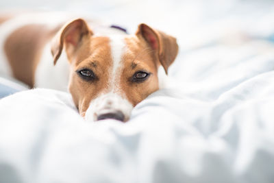 Portrait of dog relaxing on bed