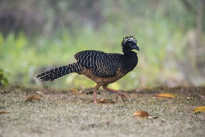 Close-up of bird on field