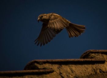 Low angle view of eagle flying against clear sky