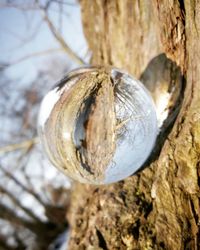 Close-up of turtle hanging on tree trunk