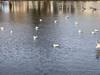 High angle view of seagulls on lake