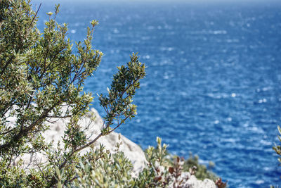 Scenic view of a rosemary plant against the adriatic sea