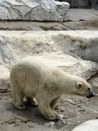 animal