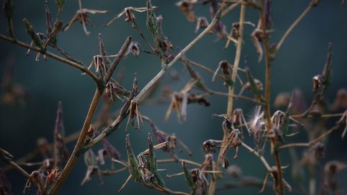 Close-up of dried plant on branch