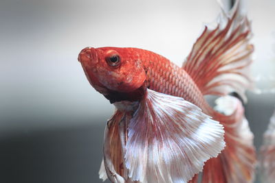 Siamese fighting fish, black backdrop, betta splendens, betta fish, half moon betta.