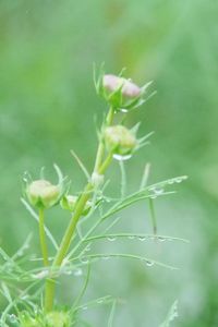 Close-up of flowering plant