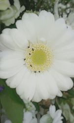 Close-up of white daisy flower