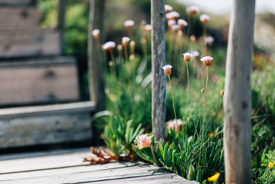 Close-up of plants